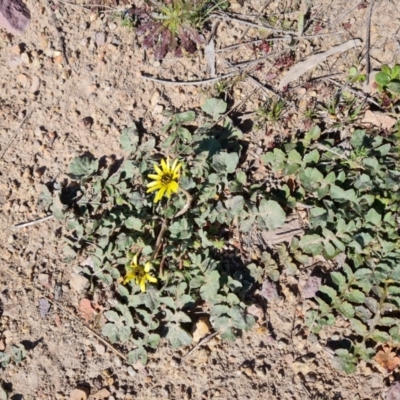 Arctotheca calendula (Capeweed, Cape Dandelion) at Farrer Ridge - 11 Sep 2021 by Mike