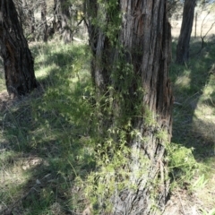 Clematis leptophylla (Small-leaf Clematis, Old Man's Beard) at Mcleods Creek Res (Gundaroo) - 11 Sep 2021 by MaartjeSevenster