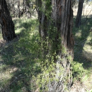 Clematis leptophylla at Gundaroo, NSW - 11 Sep 2021