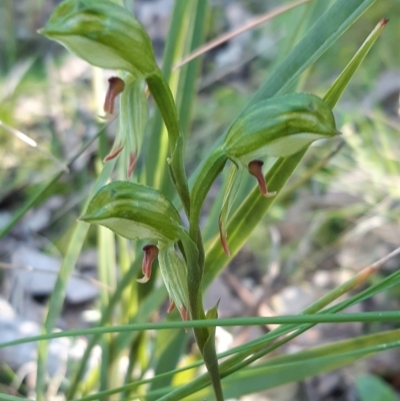 Bunochilus umbrinus (ACT) = Pterostylis umbrina (NSW) (Broad-sepaled Leafy Greenhood) by mlech