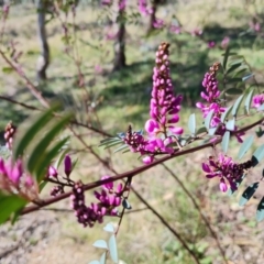 Indigofera australis subsp. australis (Australian Indigo) at Farrer Ridge - 11 Sep 2021 by Mike