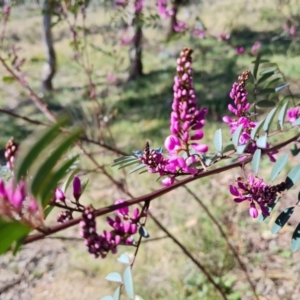 Indigofera australis subsp. australis at Farrer, ACT - 11 Sep 2021