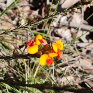 Dillwynia sericea at Farrer, ACT - 11 Sep 2021