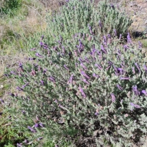 Lavandula stoechas at Farrer, ACT - 11 Sep 2021