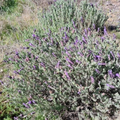 Lavandula stoechas (Spanish Lavender or Topped Lavender) at Farrer, ACT - 11 Sep 2021 by Mike