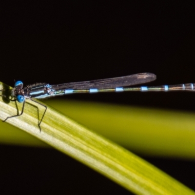 Austrolestes leda (Wandering Ringtail) at Chapman, ACT - 11 Sep 2021 by SWishart