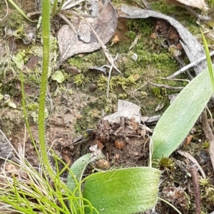 Glossodia major at Downer, ACT - suppressed