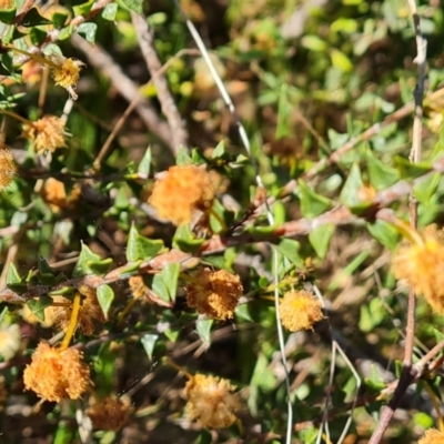 Acacia gunnii (Ploughshare Wattle) at Farrer Ridge - 11 Sep 2021 by Mike