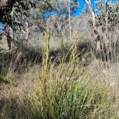 Stypandra glauca (Nodding Blue Lily) at Farrer, ACT - 11 Sep 2021 by Mike