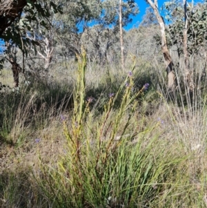 Stypandra glauca at Farrer, ACT - 11 Sep 2021