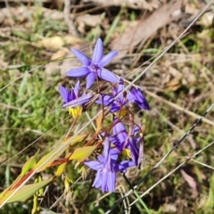 Stypandra glauca at Farrer, ACT - 11 Sep 2021