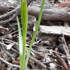 Diuris sp. (A Donkey Orchid) at Downer, ACT - 10 Sep 2021 by mlech