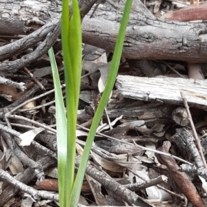 Diuris sp. at Downer, ACT - suppressed