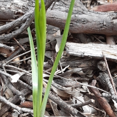 Diuris sp. (A Donkey Orchid) at Downer, ACT - 10 Sep 2021 by mlech