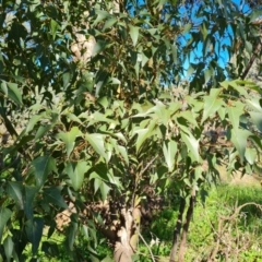 Brachychiton populneus subsp. populneus (Kurrajong) at Farrer Ridge - 11 Sep 2021 by Mike