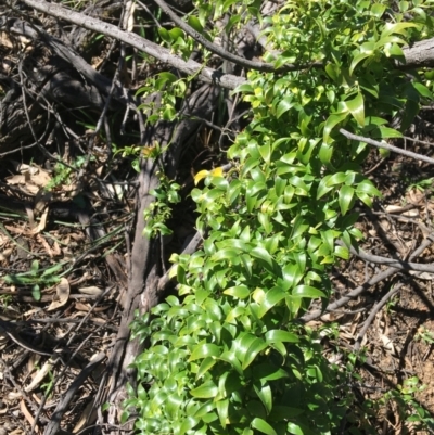 Asparagus asparagoides (Bridal Creeper, Florist's Smilax) at Campbell, ACT - 11 Sep 2021 by NedJohnston