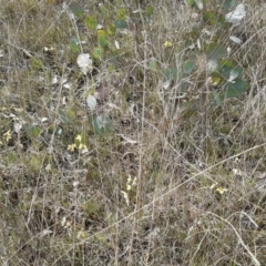 Diuris chryseopsis at Forde, ACT - suppressed