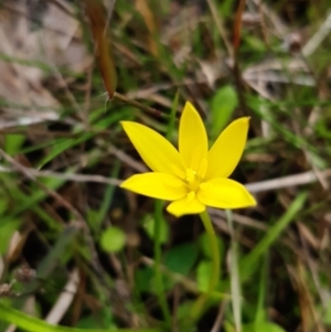 Hypoxis hygrometrica var. hygrometrica at Forde, ACT - 9 Sep 2021