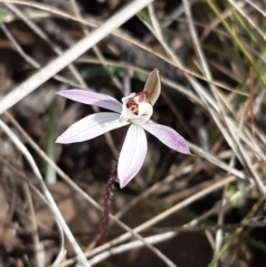 Caladenia fuscata (Dusky Fingers) at Forde, ACT - 9 Sep 2021 by mlech