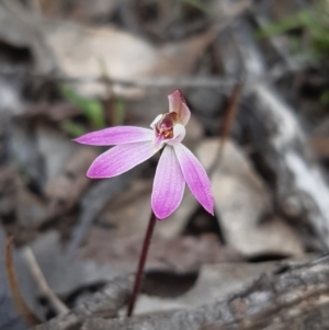 Caladenia fuscata at Forde, ACT - suppressed