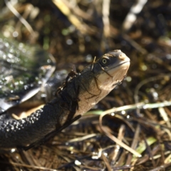 Chelodina longicollis (Eastern Long-necked Turtle) at Fyshwick, ACT - 11 Sep 2021 by davidcunninghamwildlife