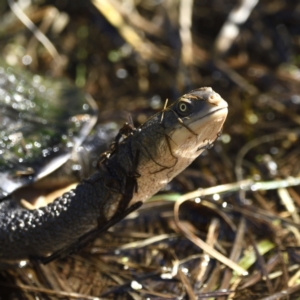 Chelodina longicollis at Fyshwick, ACT - 11 Sep 2021