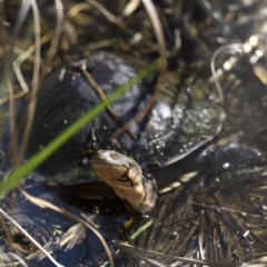 Chelodina longicollis at Fyshwick, ACT - 11 Sep 2021 12:44 PM