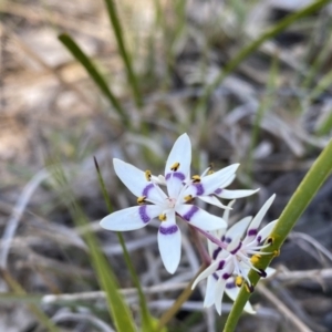 Wurmbea dioica subsp. dioica at Kambah, ACT - 11 Sep 2021 03:20 PM