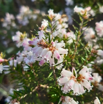 Lissanthe strigosa subsp. subulata (Peach Heath) at Throsby, ACT - 10 Sep 2021 by mlech