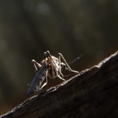 CULICIDAE at Boro, NSW - 8 Sep 2021 by Paul4K