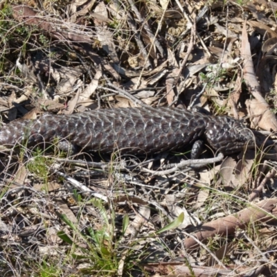 Tiliqua rugosa (Shingleback Lizard) at Boro - 8 Sep 2021 by Paul4K