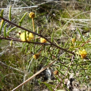 Acacia brownii at Boro, NSW - 8 Sep 2021