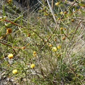 Acacia brownii at Boro, NSW - 8 Sep 2021