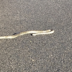 Morelia spilota (Carpet Python) at Evans Head, NSW - 11 Sep 2021 by AliClaw