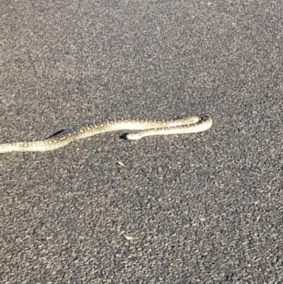 Morelia spilota (Carpet Python) at Evans Head, NSW - 11 Sep 2021 by AliClaw