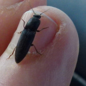 Elateridae sp. (family) at Boro, NSW - suppressed