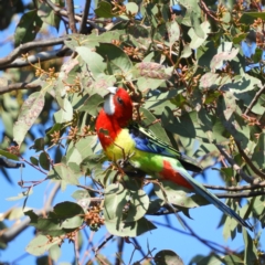 Platycercus eximius (Eastern Rosella) at Wanniassa, ACT - 8 Sep 2021 by MatthewFrawley