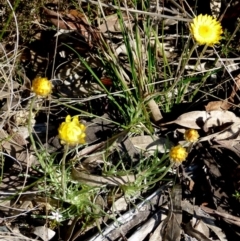 Leucochrysum albicans subsp. albicans (Hoary Sunray) at Boro, NSW - 8 Sep 2021 by Paul4K