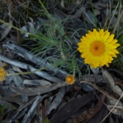 Leucochrysum albicans subsp. albicans at Boro, NSW - 8 Sep 2021