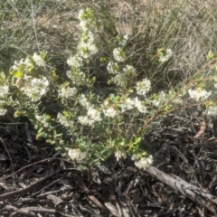 Pimelea linifolia (Slender Rice Flower) at Lake George, NSW - 11 Sep 2021 by MPennay