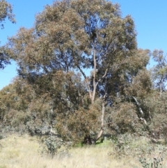 Eucalyptus blakelyi (Blakely's Red Gum) at Wanniassa, ACT - 8 Sep 2021 by MatthewFrawley