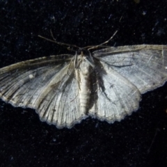 Ectropis fractaria (Ringed Bark Moth) at Boro, NSW - 8 Sep 2021 by Paul4K