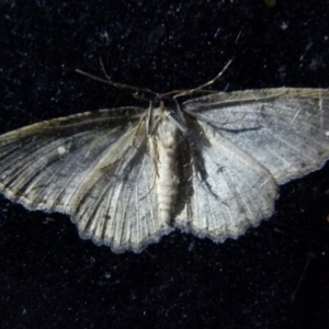 Ectropis fractaria at Boro, NSW - suppressed