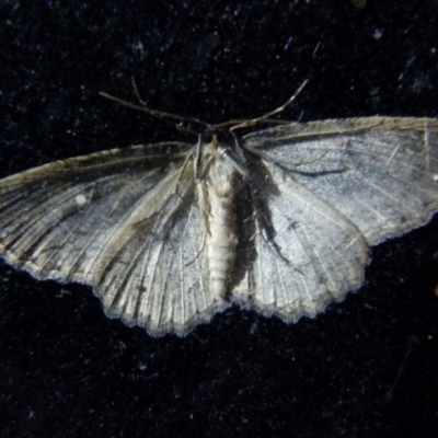 Ectropis fractaria (Ringed Bark Moth) at Boro - 8 Sep 2021 by Paul4K