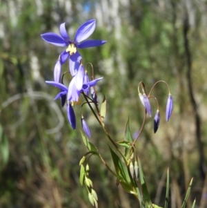 Stypandra glauca at Farrer, ACT - 8 Sep 2021