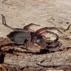 Hemicloea sp. (genus) at Boro, NSW - suppressed