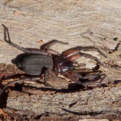 Hemicloea sp. (genus) (Flat bark spider) at Boro, NSW - 8 Sep 2021 by Paul4K