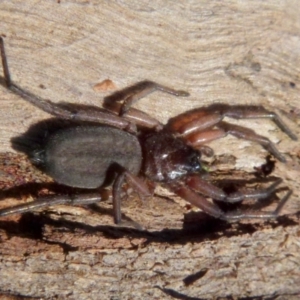Hemicloea sp. (genus) at Boro, NSW - suppressed