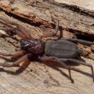 Hemicloea sp. (genus) at Boro, NSW - 9 Sep 2021