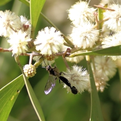 Thynninae (subfamily) (Smooth flower wasp) at Killara, VIC - 10 Sep 2021 by Kyliegw